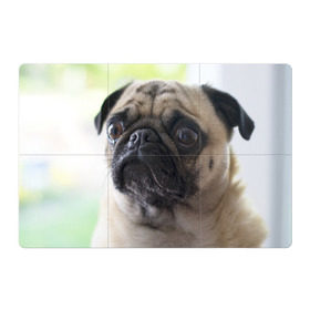 Магнитный плакат 3Х2 с принтом Мопс в Тюмени, Полимерный материал с магнитным слоем | 6 деталей размером 9*9 см | мопс | мопсы | собака | собаки