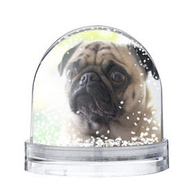 Снежный шар с принтом Мопс в Тюмени, Пластик | Изображение внутри шара печатается на глянцевой фотобумаге с двух сторон | мопс | мопсы | собака | собаки