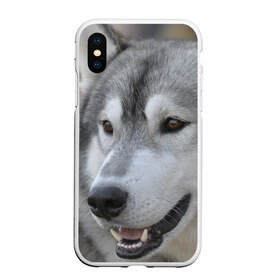 Чехол для iPhone XS Max матовый с принтом Хаски в Тюмени, Силикон | Область печати: задняя сторона чехла, без боковых панелей | собака | собаки | хаски