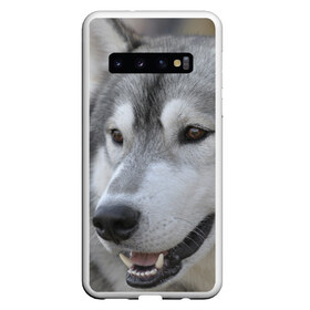 Чехол для Samsung Galaxy S10 с принтом Хаски в Тюмени, Силикон | Область печати: задняя сторона чехла, без боковых панелей | собака | собаки | хаски