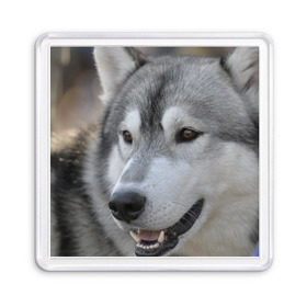 Магнит 55*55 с принтом Хаски в Тюмени, Пластик | Размер: 65*65 мм; Размер печати: 55*55 мм | собака | собаки | хаски