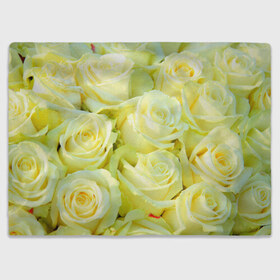 Плед 3D с принтом Белые розы в Тюмени, 100% полиэстер | закругленные углы, все края обработаны. Ткань не мнется и не растягивается | лепесток | природа | роза | цветок | яркая