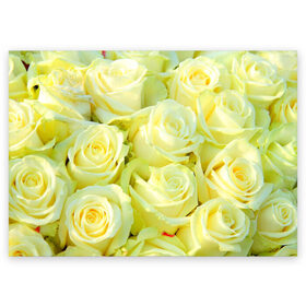 Поздравительная открытка с принтом Белые розы в Тюмени, 100% бумага | плотность бумаги 280 г/м2, матовая, на обратной стороне линовка и место для марки
 | лепесток | природа | роза | цветок | яркая