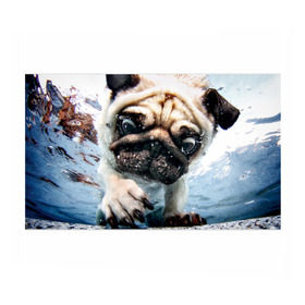 Бумага для упаковки 3D с принтом Мопс в Тюмени, пластик и полированная сталь | круглая форма, металлическое крепление в виде кольца | animal | breed | bubbles | diving | dog | eyes bulging | pug | water | вода | выпученные | глаза | животное | мопс | ныряет | порода | пузыри | собака