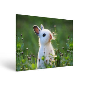 Холст прямоугольный с принтом Кролик в Тюмени, 100% ПВХ |  | animal | baby | cute | flowers | fluffy | hare | lawn | little | meadow | rabbit | животное | заяц | кролик | луг | лужайка | маленький | малыш | милый | пушистый | цветы