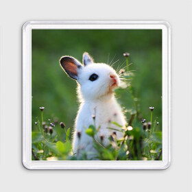 Магнит 55*55 с принтом Кролик в Тюмени, Пластик | Размер: 65*65 мм; Размер печати: 55*55 мм | animal | baby | cute | flowers | fluffy | hare | lawn | little | meadow | rabbit | животное | заяц | кролик | луг | лужайка | маленький | малыш | милый | пушистый | цветы
