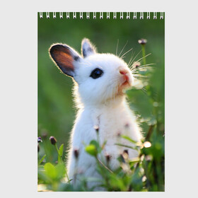 Скетчбук с принтом Кролик в Тюмени, 100% бумага
 | 48 листов, плотность листов — 100 г/м2, плотность картонной обложки — 250 г/м2. Листы скреплены сверху удобной пружинной спиралью | animal | baby | cute | flowers | fluffy | hare | lawn | little | meadow | rabbit | животное | заяц | кролик | луг | лужайка | маленький | малыш | милый | пушистый | цветы