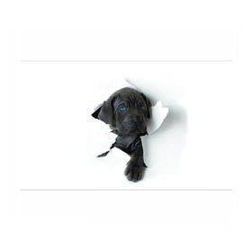 Бумага для упаковки 3D с принтом щенок Кане Корсо в Тюмени, пластик и полированная сталь | круглая форма, металлическое крепление в виде кольца | animal | black | break | breed | dog | kid | paper | puppy | tear | torn | дог | животное | малыш | порода | прорыв | разрыв | рваная | собака | черный | щенок