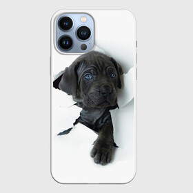 Чехол для iPhone 13 Pro Max с принтом Дог в Тюмени,  |  | animal | black | break | breed | dog | kid | paper | puppy | tear | torn | дог | животное | малыш | порода | прорыв | разрыв | рваная | собака | черный | щенок