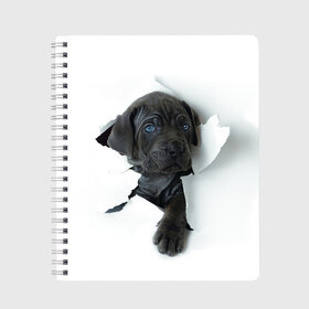 Тетрадь с принтом щенок Кане Корсо в Тюмени, 100% бумага | 48 листов, плотность листов — 60 г/м2, плотность картонной обложки — 250 г/м2. Листы скреплены сбоку удобной пружинной спиралью. Уголки страниц и обложки скругленные. Цвет линий — светло-серый
 | animal | black | break | breed | dog | kid | paper | puppy | tear | torn | дог | животное | малыш | порода | прорыв | разрыв | рваная | собака | черный | щенок