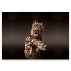 Поздравительная открытка с принтом Кане корсо в Тюмени, 100% бумага | плотность бумаги 280 г/м2, матовая, на обратной стороне линовка и место для марки
 | animal | breed | brown | dog | fear | jump | legs | throw | бросок | дог | животное | испуг | коричневый | лапы | порода | прыжок | собака