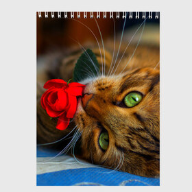 Скетчбук с принтом Кошечка в Тюмени, 100% бумага
 | 48 листов, плотность листов — 100 г/м2, плотность картонной обложки — 250 г/м2. Листы скреплены сверху удобной пружинной спиралью | животные | кот | кошка | милая