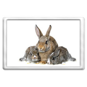 Магнит 45*70 с принтом Кролики в Тюмени, Пластик | Размер: 78*52 мм; Размер печати: 70*45 | animals | bunnies | cute | eared | family | fluffy | kids | mom | rabbits | животные | зайцы | кролики | малыши | мама | милые | пушистые | семья | ушастые