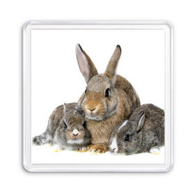 Магнит 55*55 с принтом Кролики в Тюмени, Пластик | Размер: 65*65 мм; Размер печати: 55*55 мм | animals | bunnies | cute | eared | family | fluffy | kids | mom | rabbits | животные | зайцы | кролики | малыши | мама | милые | пушистые | семья | ушастые