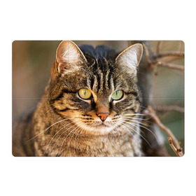 Магнитный плакат 3Х2 с принтом Кот в Тюмени, Полимерный материал с магнитным слоем | 6 деталей размером 9*9 см | animal | cat | eyes | face | head | kote | mustache | pet | взгляд | глаза | голова | домашнее | животное | кот | котэ | кошка | усы
