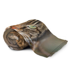 Плед 3D с принтом Кот в Тюмени, 100% полиэстер | закругленные углы, все края обработаны. Ткань не мнется и не растягивается | animal | cat | eyes | face | head | kote | mustache | pet | взгляд | глаза | голова | домашнее | животное | кот | котэ | кошка | усы