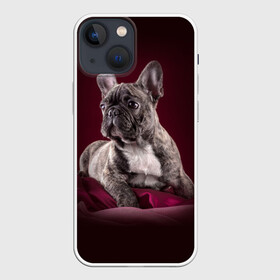 Чехол для iPhone 13 mini с принтом Бульдог в Тюмени,  |  | бульдог | кутёнок | прикольные картинки | собака | щенок