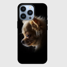 Чехол для iPhone 13 Pro с принтом Чихуахуа в Тюмени,  |  | голова животного | прикольные картинки | собака | чихуахуа | щенок