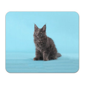 Коврик прямоугольный с принтом Кот мейн кун в Тюмени, натуральный каучук | размер 230 х 185 мм; запечатка лицевой стороны | Тематика изображения на принте: котенок | мейнкун