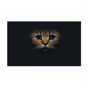 Бумага для упаковки 3D с принтом Кот с синими глазами в Тюмени, пластик и полированная сталь | круглая форма, металлическое крепление в виде кольца | кот | котенок | кошка | мордочка