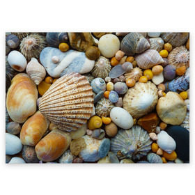 Поздравительная открытка с принтом Морские ракушки и камни в Тюмени, 100% бумага | плотность бумаги 280 г/м2, матовая, на обратной стороне линовка и место для марки
 | Тематика изображения на принте: камни | море | морские камни | ракушки