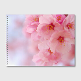 Альбом для рисования с принтом Сакура в Тюмени, 100% бумага
 | матовая бумага, плотность 200 мг. | весна | вишня | розовый | цветение | цветы | япония