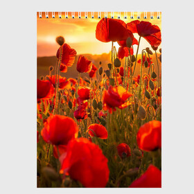 Скетчбук с принтом Маки в Тюмени, 100% бумага
 | 48 листов, плотность листов — 100 г/м2, плотность картонной обложки — 250 г/м2. Листы скреплены сверху удобной пружинной спиралью | field | flowers | meadow | nature | poppies | red | sky | summer | sun | sunset | wild | закат | красные | лето | луг | маки | небо | поле | полевые | природа | солнце | цветы
