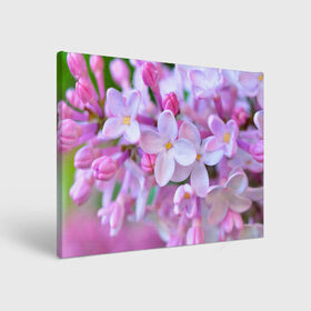 Холст прямоугольный с принтом Сирень в Тюмени, 100% ПВХ |  | лепестки | прикольные картинки | цветочки | цветы