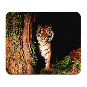 Коврик прямоугольный с принтом Тигр в Тюмени, натуральный каучук | размер 230 х 185 мм; запечатка лицевой стороны | Тематика изображения на принте: дикая кошка | лес | природа | тигр | хищник