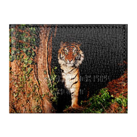 Обложка для студенческого билета с принтом Тигр в Тюмени, натуральная кожа | Размер: 11*8 см; Печать на всей внешней стороне | Тематика изображения на принте: дикая кошка | лес | природа | тигр | хищник