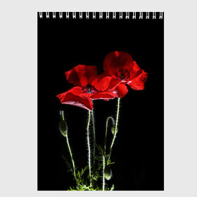 Скетчбук с принтом Маки в Тюмени, 100% бумага
 | 48 листов, плотность листов — 100 г/м2, плотность картонной обложки — 250 г/м2. Листы скреплены сверху удобной пружинной спиралью | background | black | flowers | poppies | poppy | red | wild | красные | мак | маки | полевые | фон | цветы | черный