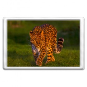 Магнит 45*70 с принтом Дальневосточный леопард в Тюмени, Пластик | Размер: 78*52 мм; Размер печати: 70*45 | 