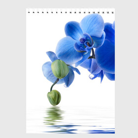 Скетчбук с принтом Веточка орхидеи в Тюмени, 100% бумага
 | 48 листов, плотность листов — 100 г/м2, плотность картонной обложки — 250 г/м2. Листы скреплены сверху удобной пружинной спиралью | Тематика изображения на принте: ветка | красота | нежность | орхидея | природа | растение | фауна | цветок | цветы