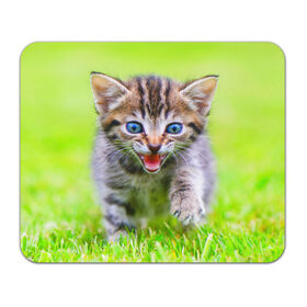 Коврик прямоугольный с принтом Кися в Тюмени, натуральный каучук | размер 230 х 185 мм; запечатка лицевой стороны | Тематика изображения на принте: домашние | животные | кот | котёнок | кошка | милый