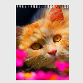 Скетчбук с принтом Кошечка в Тюмени, 100% бумага
 | 48 листов, плотность листов — 100 г/м2, плотность картонной обложки — 250 г/м2. Листы скреплены сверху удобной пружинной спиралью | животные | кот | кошка | милая | рыжий