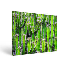 Холст прямоугольный с принтом Кактус в Тюмени, 100% ПВХ |  | кактус | колючки | прикольные картинки | природа | цветочки | цветы