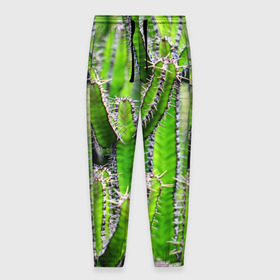 Мужские брюки 3D с принтом Кактус в Тюмени, 100% полиэстер | манжеты по низу, эластичный пояс регулируется шнурком, по бокам два кармана без застежек, внутренняя часть кармана из мелкой сетки | кактус | колючки | прикольные картинки | природа | цветочки | цветы