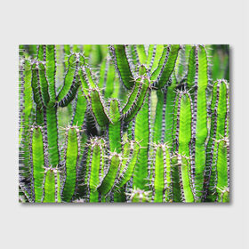 Альбом для рисования с принтом Кактус в Тюмени, 100% бумага
 | матовая бумага, плотность 200 мг. | Тематика изображения на принте: кактус | колючки | прикольные картинки | природа | цветочки | цветы