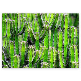 Поздравительная открытка с принтом Кактус в Тюмени, 100% бумага | плотность бумаги 280 г/м2, матовая, на обратной стороне линовка и место для марки
 | Тематика изображения на принте: кактус | колючки | прикольные картинки | природа | цветочки | цветы