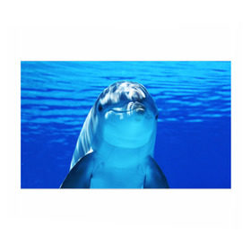 Бумага для упаковки 3D с принтом Дельфин в Тюмени, пластик и полированная сталь | круглая форма, металлическое крепление в виде кольца | Тематика изображения на принте: вода | дельфин | море | отдых | отпуск | подводный мир | туризм