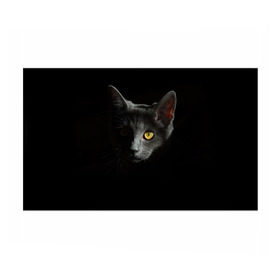 Бумага для упаковки 3D с принтом Кошачий взгляд в Тюмени, пластик и полированная сталь | круглая форма, металлическое крепление в виде кольца | глаз | киска | кот | котёнок | кошка | прикольные картинки | темнота | тьма