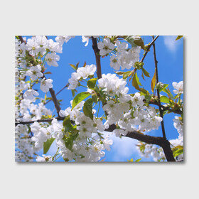 Альбом для рисования с принтом Вишнёвый цвет в Тюмени, 100% бумага
 | матовая бумага, плотность 200 мг. | весна | вишня | лепестки | прикольные картинки | цветение | цветы