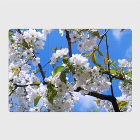 Магнитный плакат 3Х2 с принтом Вишнёвый цвет в Тюмени, Полимерный материал с магнитным слоем | 6 деталей размером 9*9 см | весна | вишня | лепестки | прикольные картинки | цветение | цветы