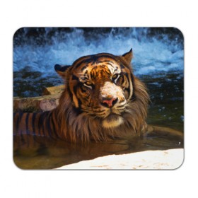 Коврик прямоугольный с принтом Тигр в Тюмени, натуральный каучук | размер 230 х 185 мм; запечатка лицевой стороны | вода | дикая кошка | природа | тигр | хищник
