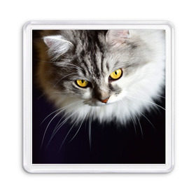 Магнит 55*55 с принтом Жёлтые глаза в Тюмени, Пластик | Размер: 65*65 мм; Размер печати: 55*55 мм | взгляд | глаза | голова животного | киска | кот | котёнок | кошка | прикольные картинки