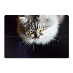 Магнитный плакат 3Х2 с принтом Жёлтые глаза в Тюмени, Полимерный материал с магнитным слоем | 6 деталей размером 9*9 см | взгляд | глаза | голова животного | киска | кот | котёнок | кошка | прикольные картинки