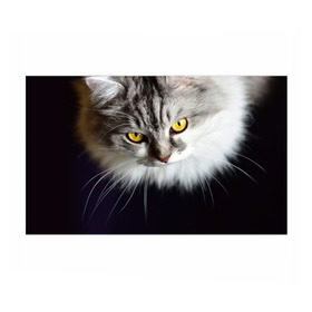 Бумага для упаковки 3D с принтом Жёлтые глаза в Тюмени, пластик и полированная сталь | круглая форма, металлическое крепление в виде кольца | взгляд | глаза | голова животного | киска | кот | котёнок | кошка | прикольные картинки