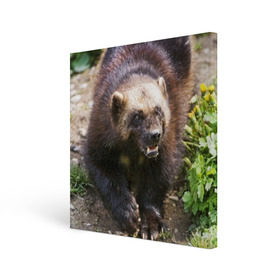Холст квадратный с принтом Росомаха в Тюмени, 100% ПВХ |  | животные | лес | медведи | охота | природа | туризм