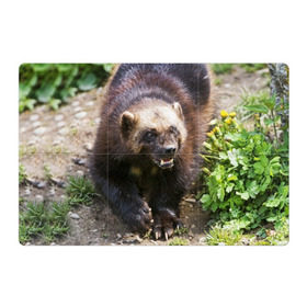Магнитный плакат 3Х2 с принтом Росомаха в Тюмени, Полимерный материал с магнитным слоем | 6 деталей размером 9*9 см | Тематика изображения на принте: животные | лес | медведи | охота | природа | туризм