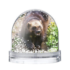 Снежный шар с принтом Росомаха в Тюмени, Пластик | Изображение внутри шара печатается на глянцевой фотобумаге с двух сторон | животные | лес | медведи | охота | природа | туризм